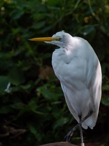 St.-Louis-Zoo-1