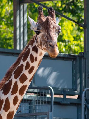 St.-Louis-Zoo-2